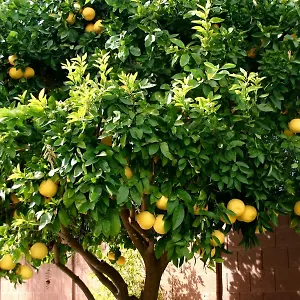 Pensión Lemon Tree Donji Seget